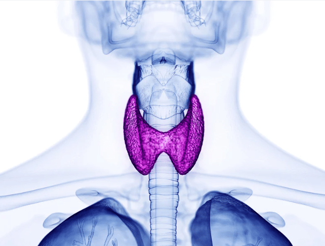 Image of a thyroid - Naturopathic Thyroid Specialist Near Me