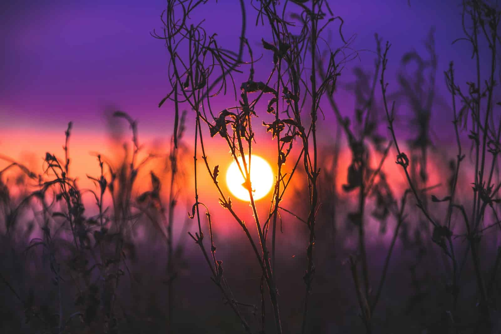 Mindset.Therapy. Sunset showing through plants.