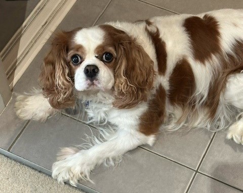 Gypsy. Animal-assisted therapy at Brisbane Livewell Clinic