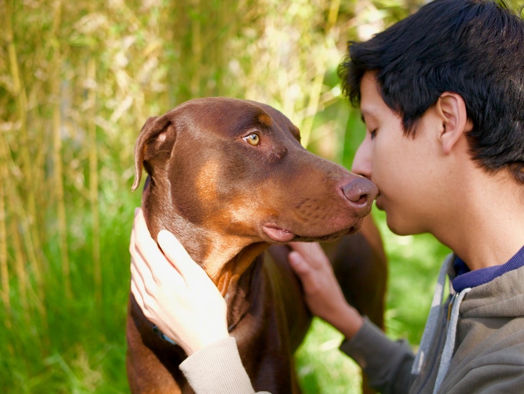 Teenager bonding with his dog. What is a Counsellor?